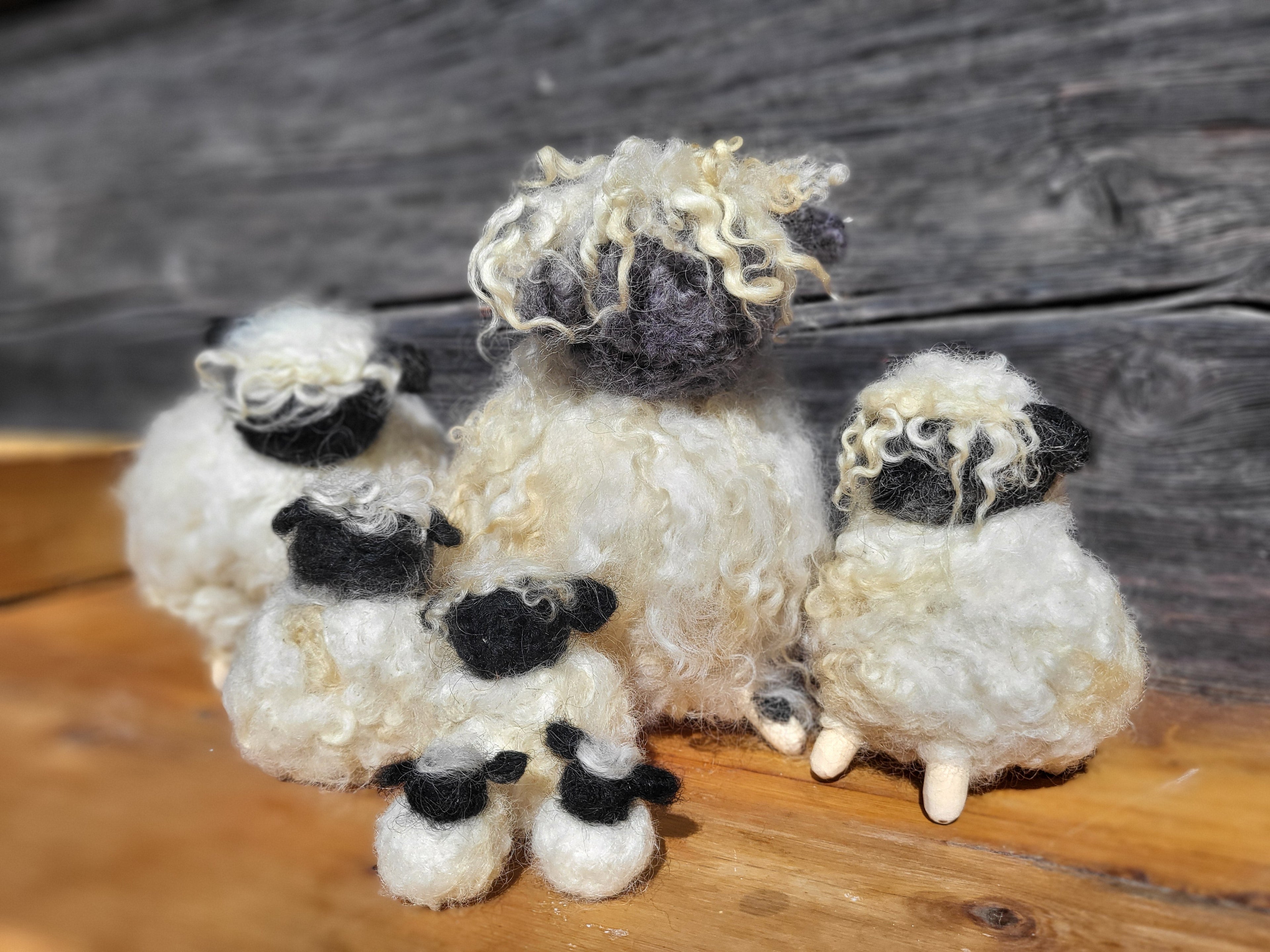 Chubby sheep